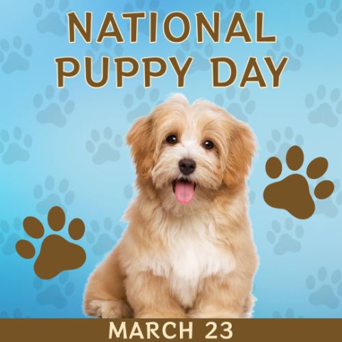 Social Media Graphic for National Puppy Day